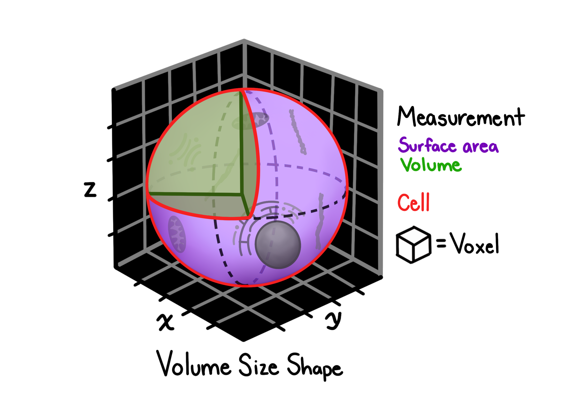 Volume.size.shape features